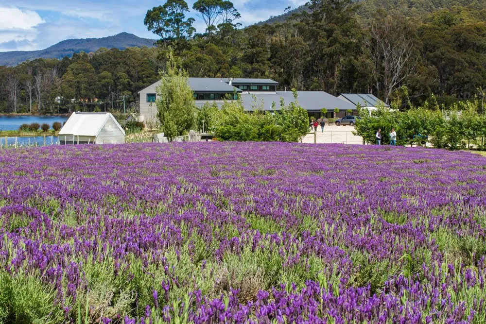 Tasmanian Lavender Company