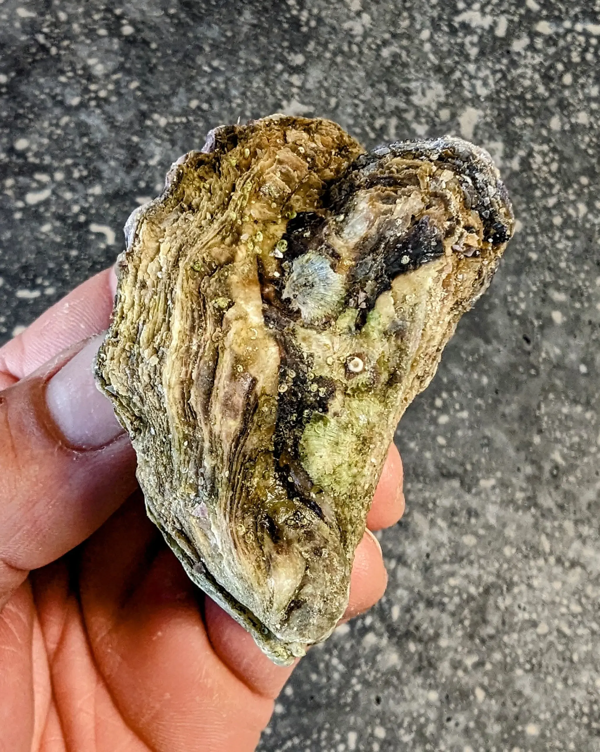 Al Natural Oysters