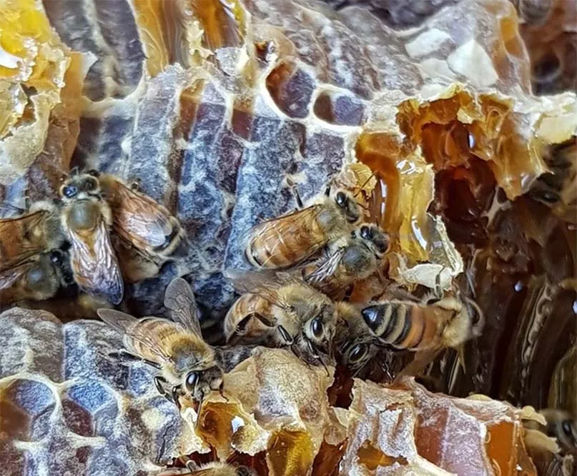 Beescreek Honey